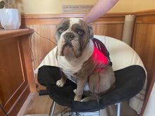 Load image into Gallery viewer, Wellness Sherpa Gen 2.0